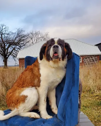 saint bernard on chair