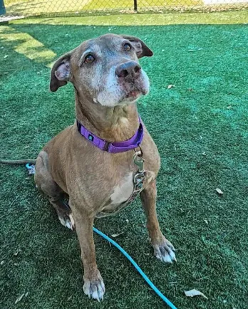 grey dog with purple collar