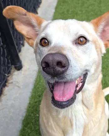 white dog smiling