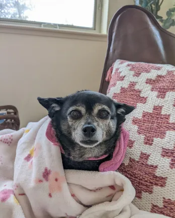 dog wrapped in blanket