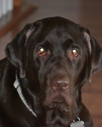 dark brown dog on wood floor