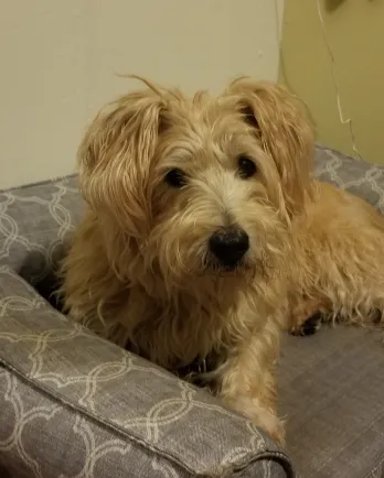 white dog on grey bed