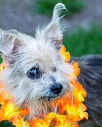 Little One in orange lei