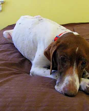 Dixie laying on the bed