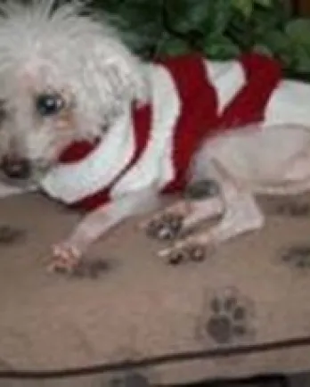 Muffin laying on a bed in a sweater