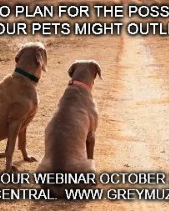 Webinar Ad