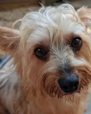 yorkie puppy eyes