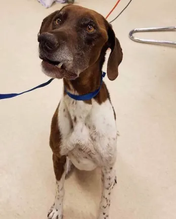 Brown and white short haired pointer sitting on a tile floor.