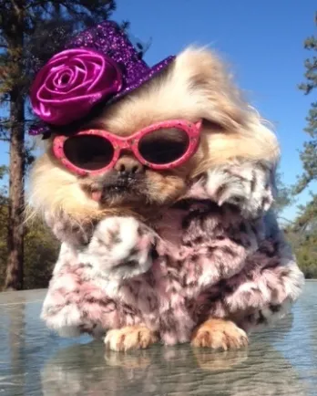 Buddy looking fabulous in his sun glasses and fur coat