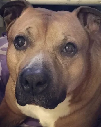 Brown dog with white chest sitting on blanket and looking at camera.