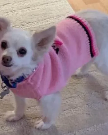 Charles in pink sweater