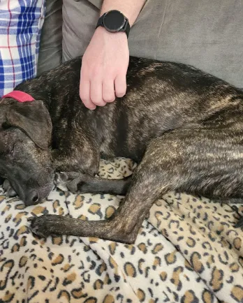 brown and black dog snuggling on the couch