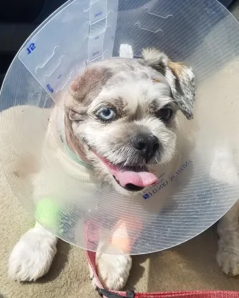 small dog wearing cone