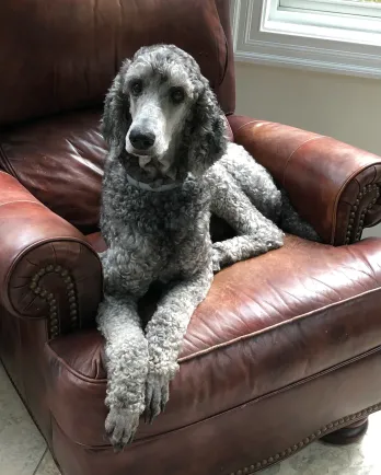 Carolina Poodle Resuce