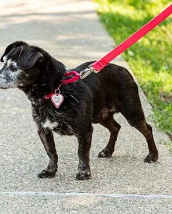 Black Chihuahua Shadow