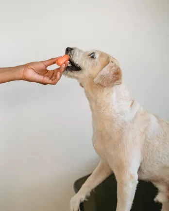 Dog eating a carrot