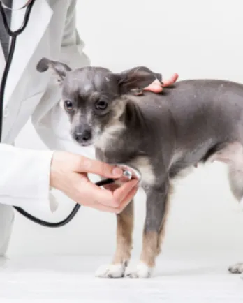 Dog At Vet