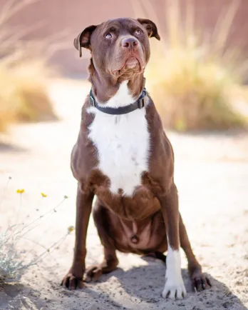 Dog in desert