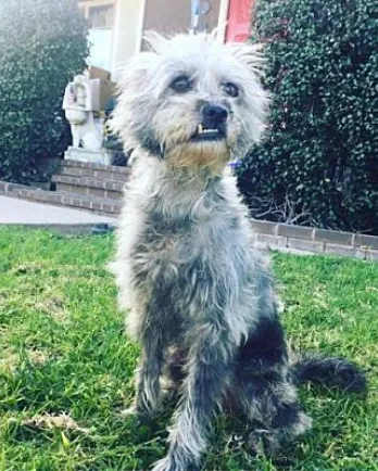 Grey terrier dog sitting in grass