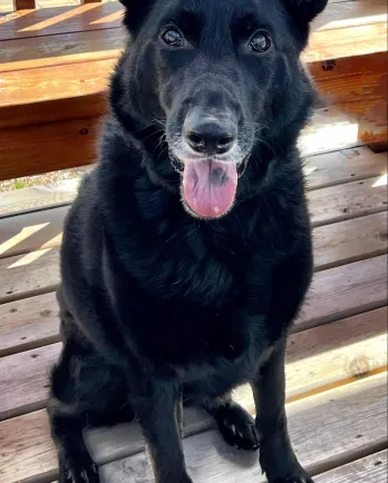 all black shepherd dog