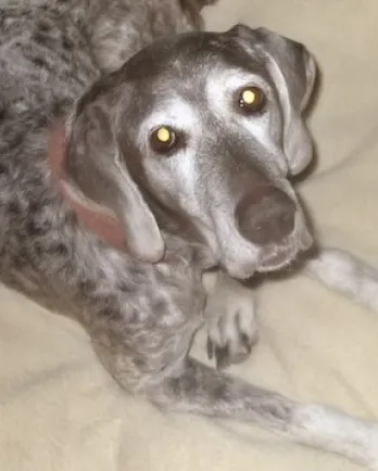 Medium sized grey & white dog laying on pillow.