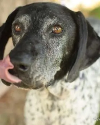 Dog w black head and white body with black spots standing on grass