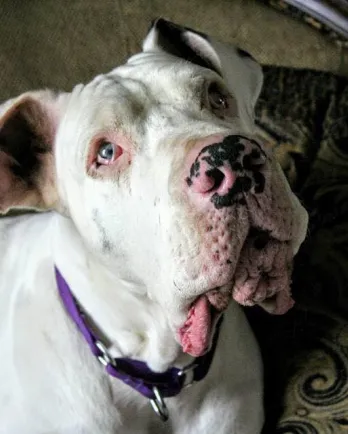 Large white dog looking up at camera