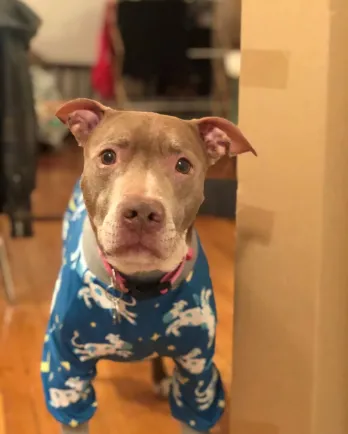 Brown pittie in pjs