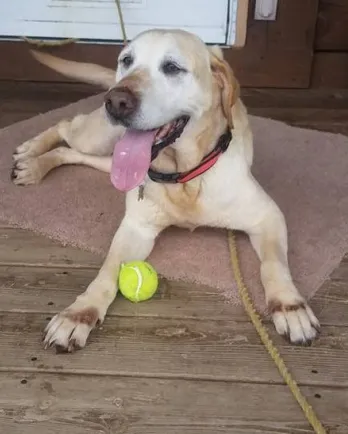 Yellow lab laying on deck with mouth open, panting. Tennis ball is between the front paws.