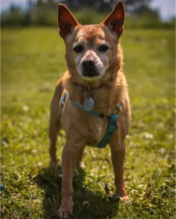 Small tan dog standing on grass