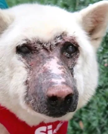 White Korean Jindo with hair missing around muzzle.