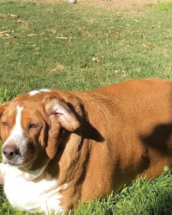 Jameson Laying In Yard