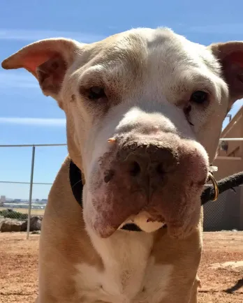 dog making eye contact with camera