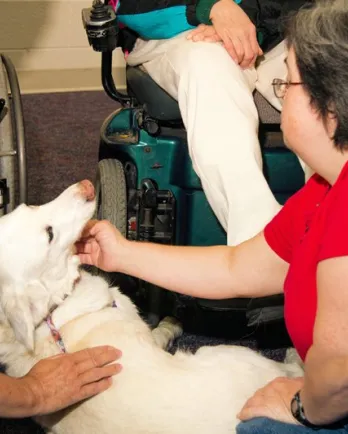 JJ working as a therapy dog