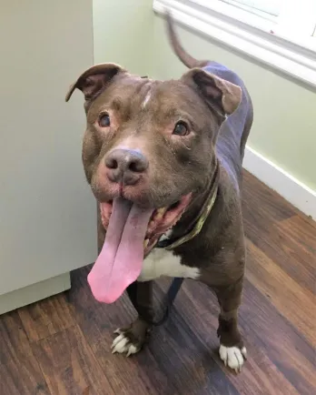 Chocolate brown pit bull with white paws standing with tongue open on wood floor.