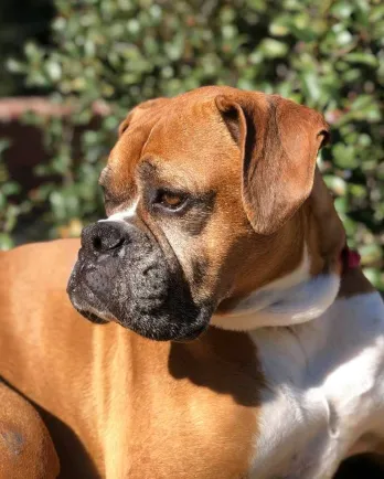 Lexi the boxer