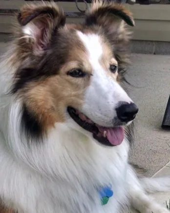 smiling collie dog