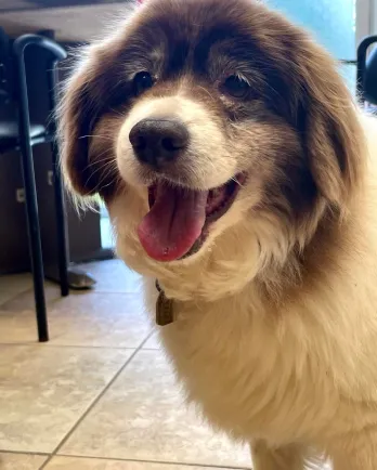 fluffy brown and white dog close up