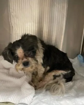 sad matted shih tzu in cage