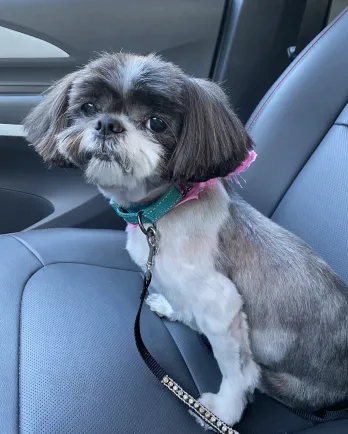 shih tzu dog in car