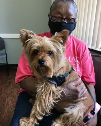 Yorkie dog close-up