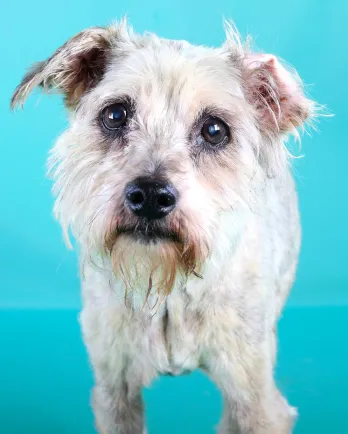 Grey Miniature Schnauzer