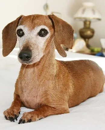 Ellie, the Dachshund, now deceased