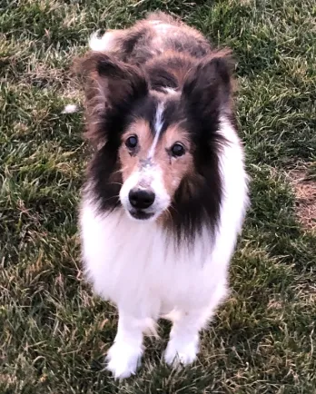 Sheltie Farley