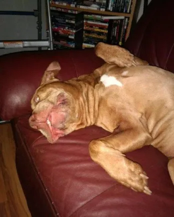 Red pit bull Otis laying upside down