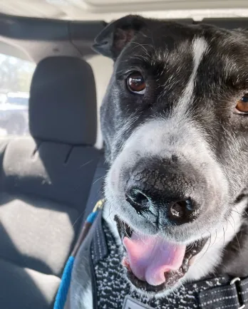 black and white dog in car