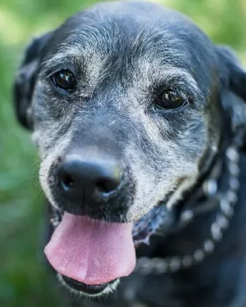 Shadow, a black labrador retriever