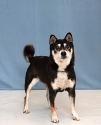 Shiba Inu Sparky