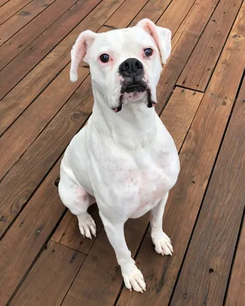 white boxer sitting in front of the camera