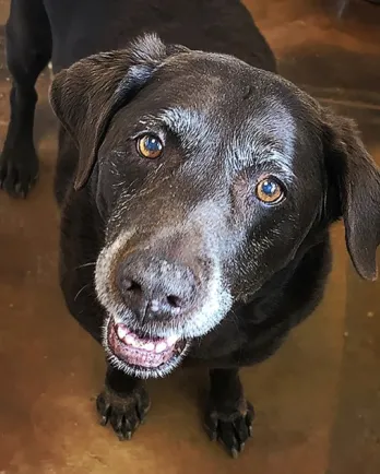 Chocolate lab standing on tan floor. Dog is looking up at camera and has a grey around her mouth and nose.